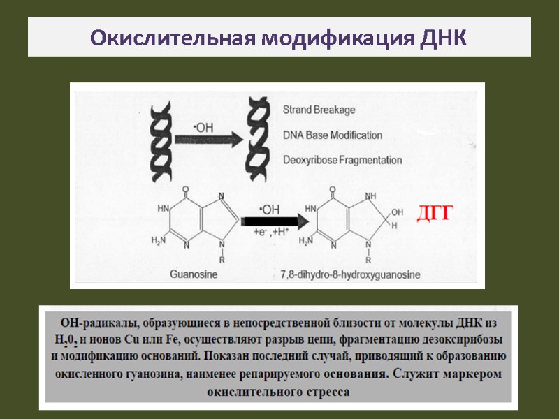 Окислительная модификация ДНК